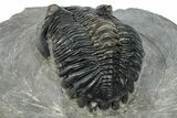 Detailed Hollardops Trilobite Fossil - Excellent Eye Facets #273423-4